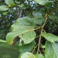Ficus nymphaeifolia Mill.